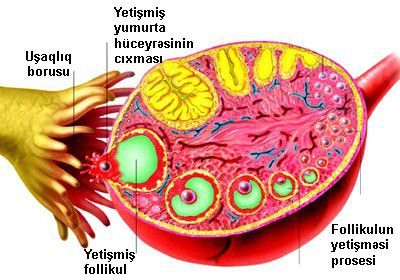 Ovulyasiyanın əlamətləri